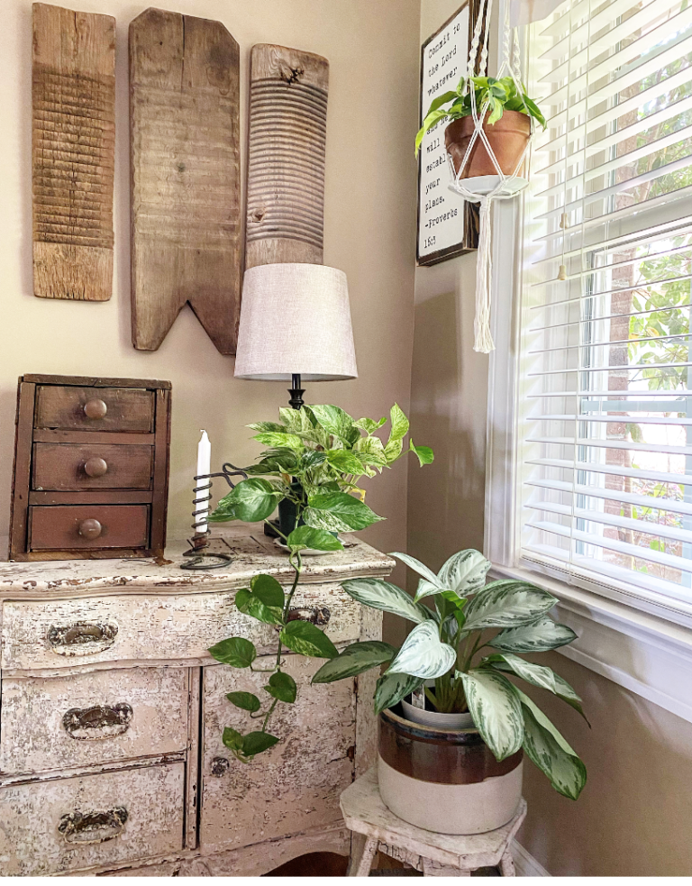 3 Reasons Why You Need a Plant - My Rustic House